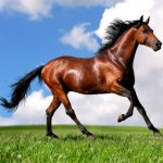 Konji sestavljanke živali