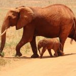 Sestavljanka Živali – Sloni