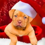 Božični slogi psov