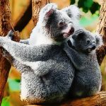 Srčkan dojenček koala medved