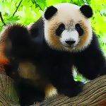 Srčkan dojenček Panda